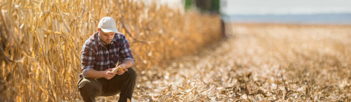 A man kneels in a corn field being harvested